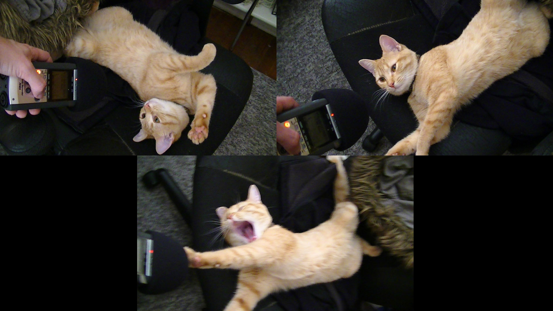 Nala making her best dragon sounds
